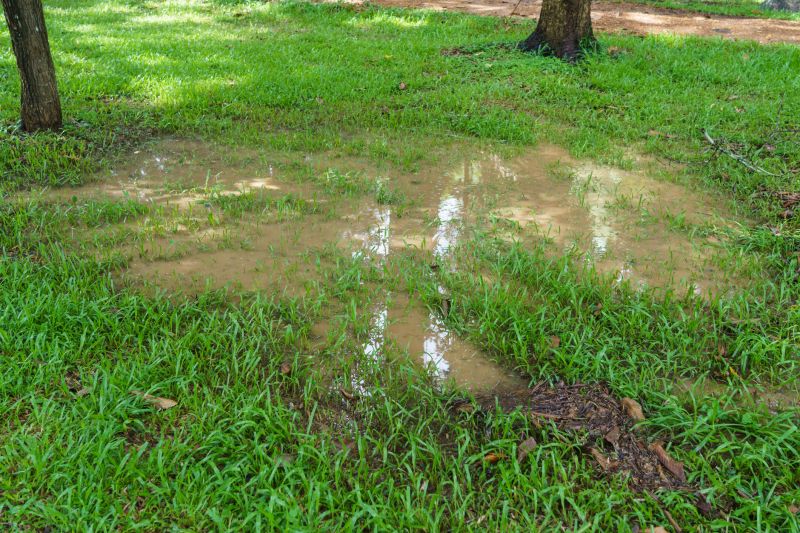 Soil Type and Drainage Needs